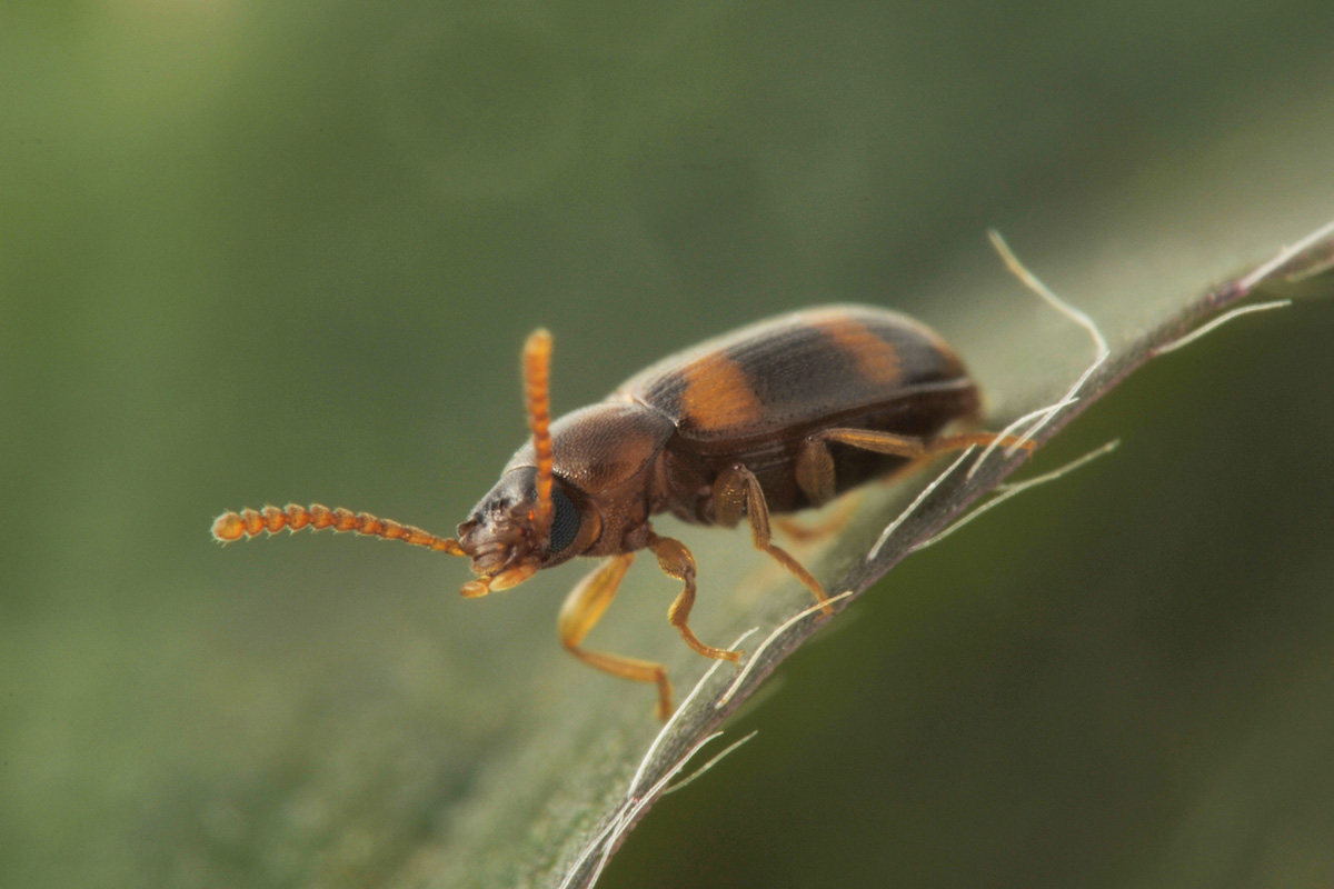 Tenebrionidae: maschio di Alphitophagus bifasciatus